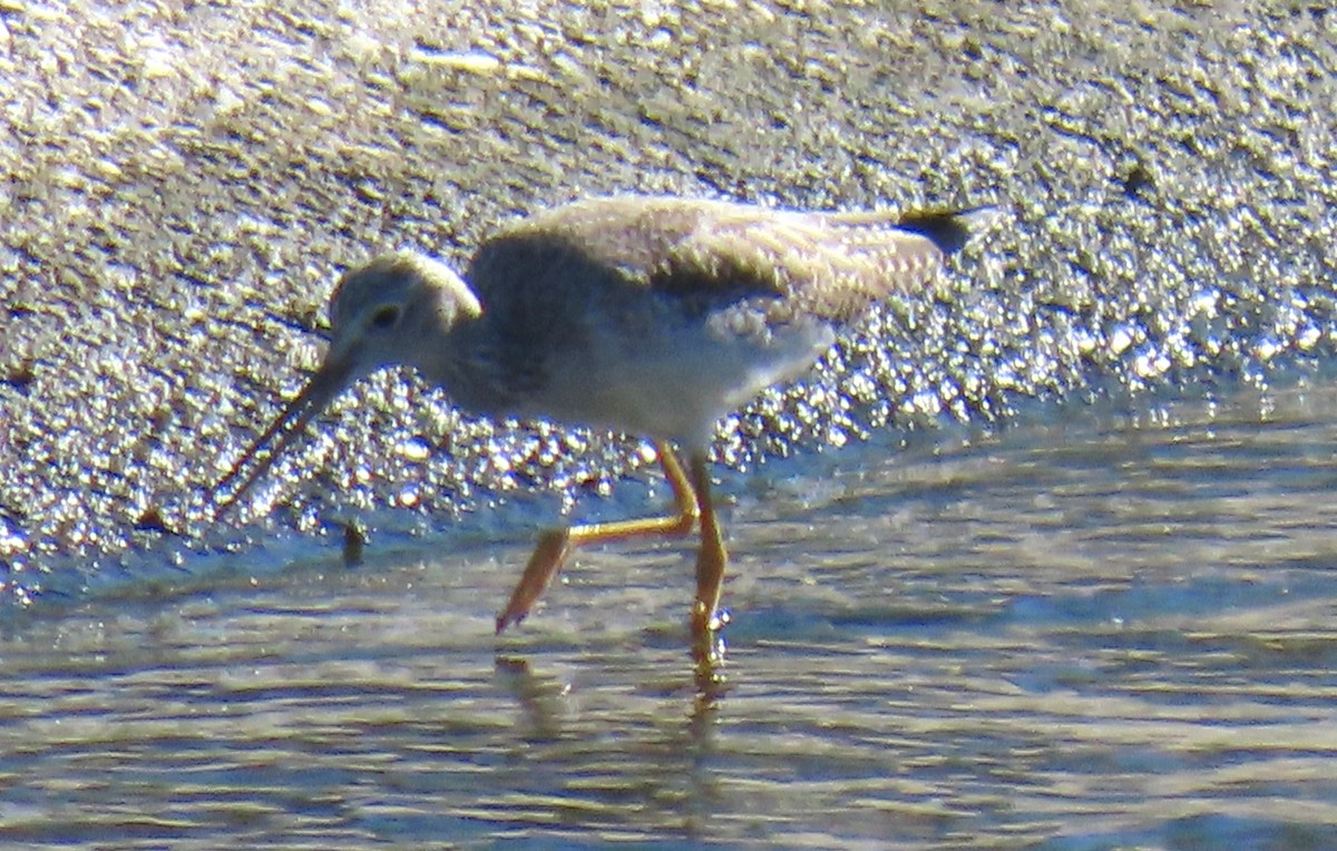 Greater Yellowlegs - ML646431840