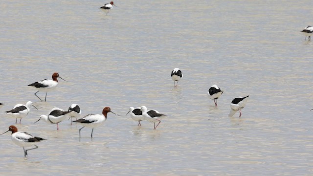 Red-necked Avocet - ML646431842