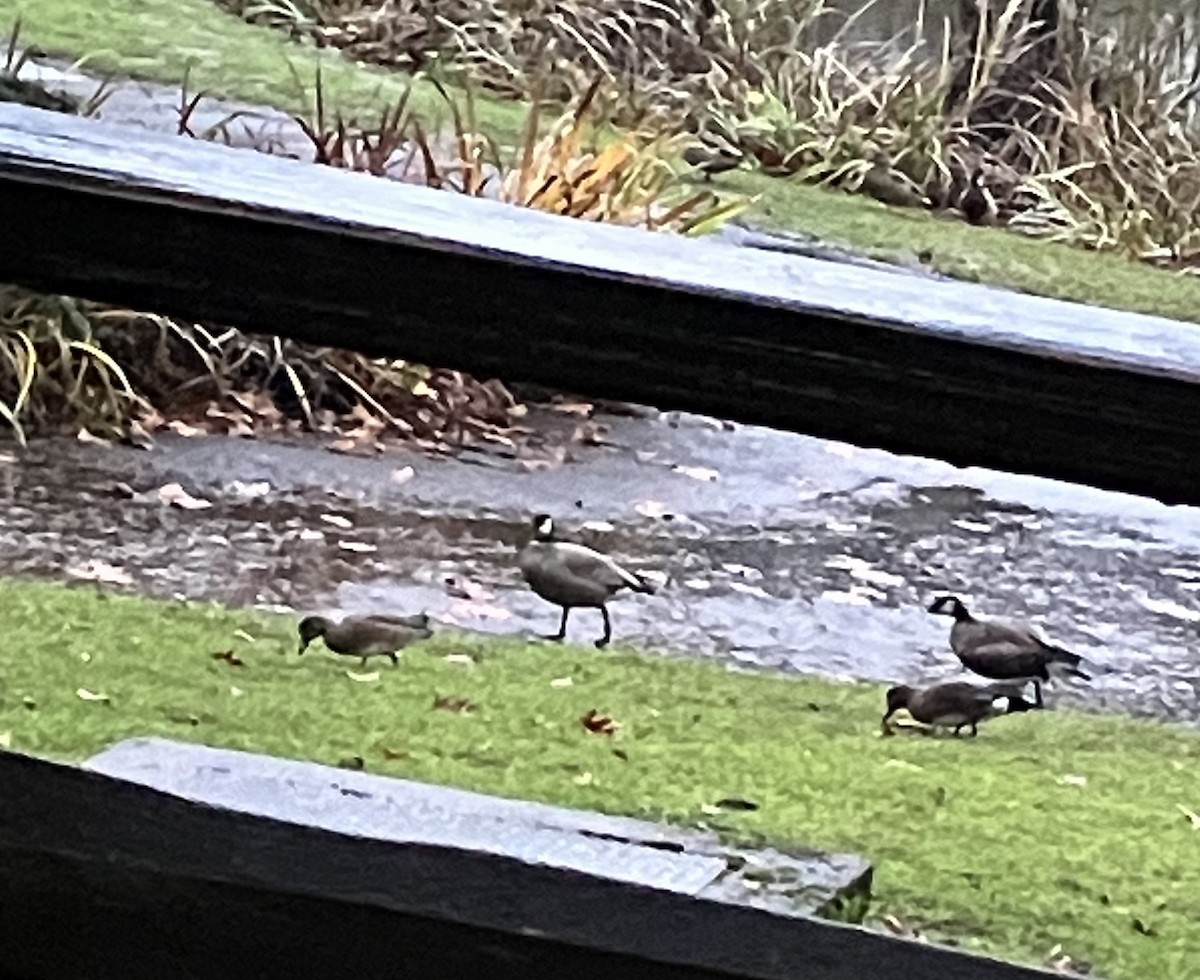 Cackling Goose - ML646431844