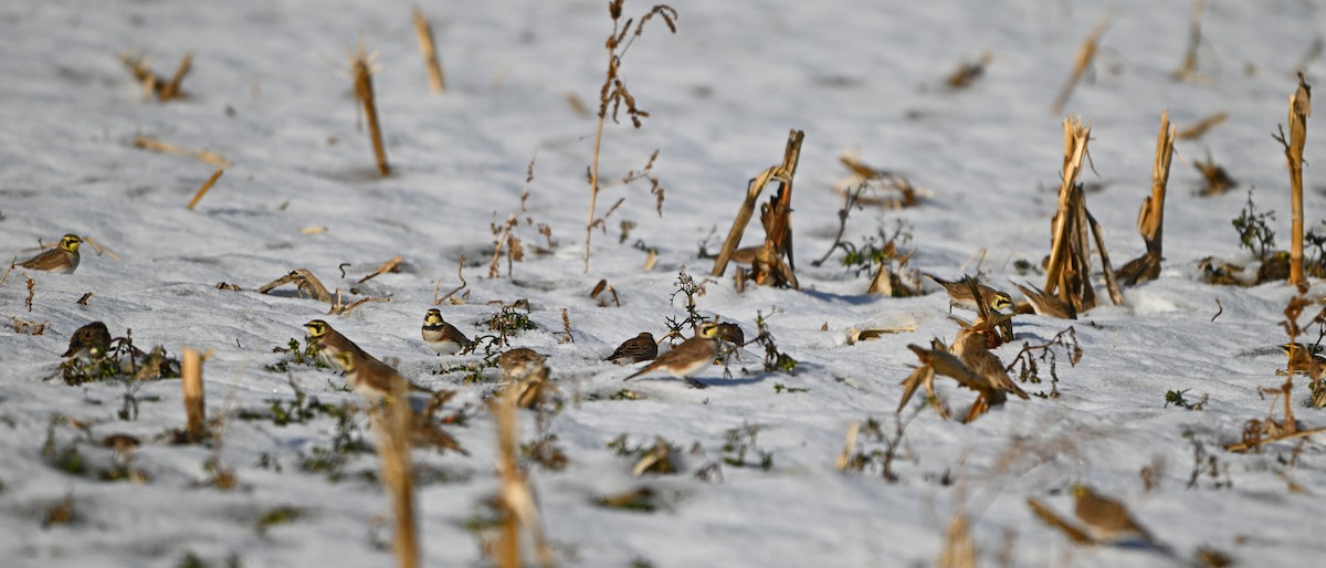 Horned Lark - ML646431846