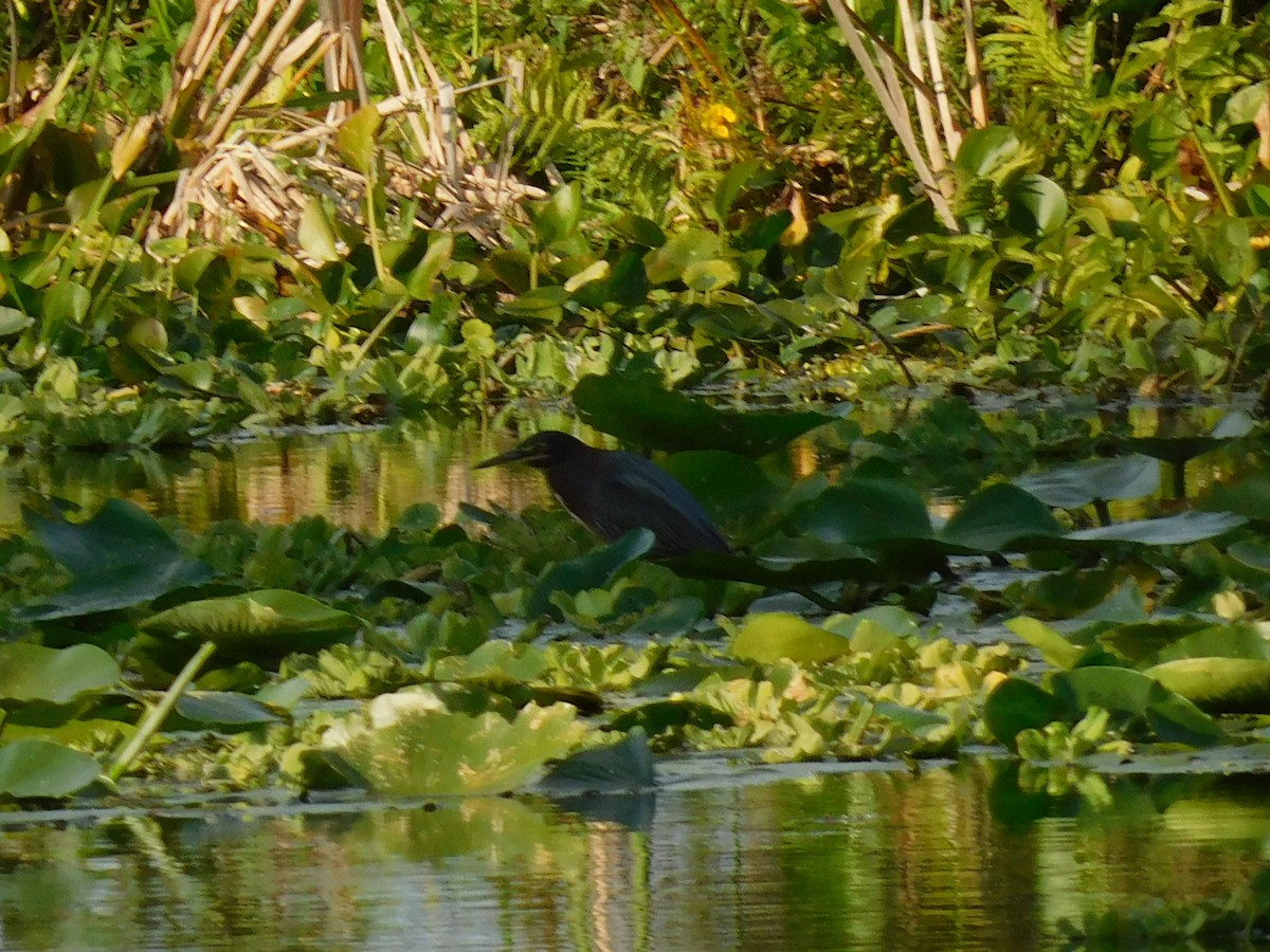 Green Heron - ML646431847