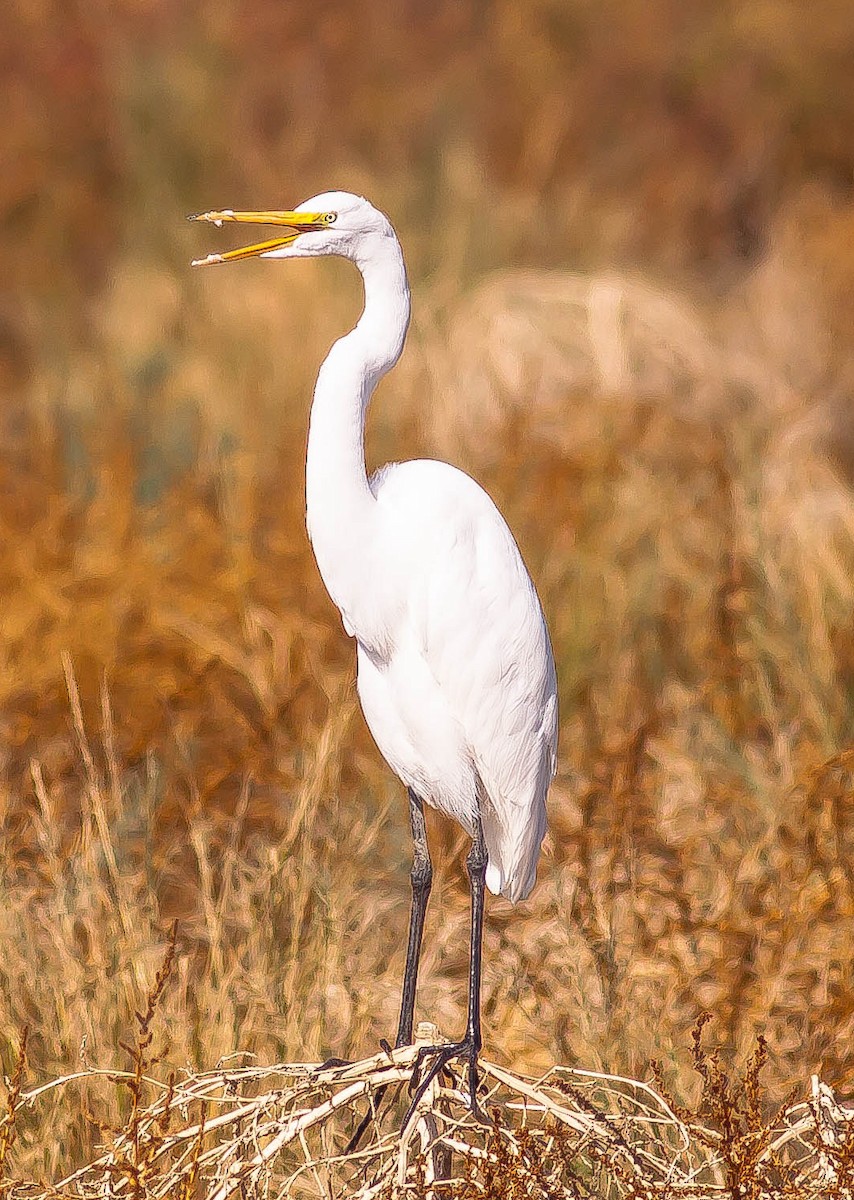 Koartza zuria - ML646431851