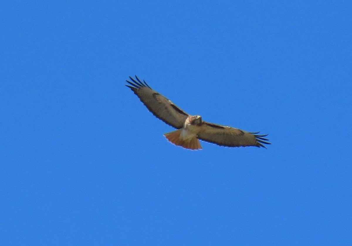 Red-tailed Hawk - ML646431852