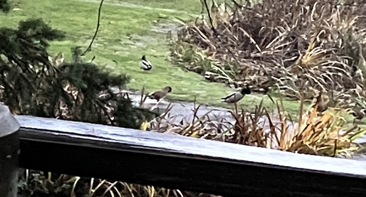 Mallard - ML646431862