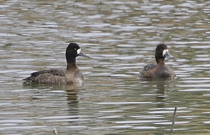 Lesser Scaup - ML646431863