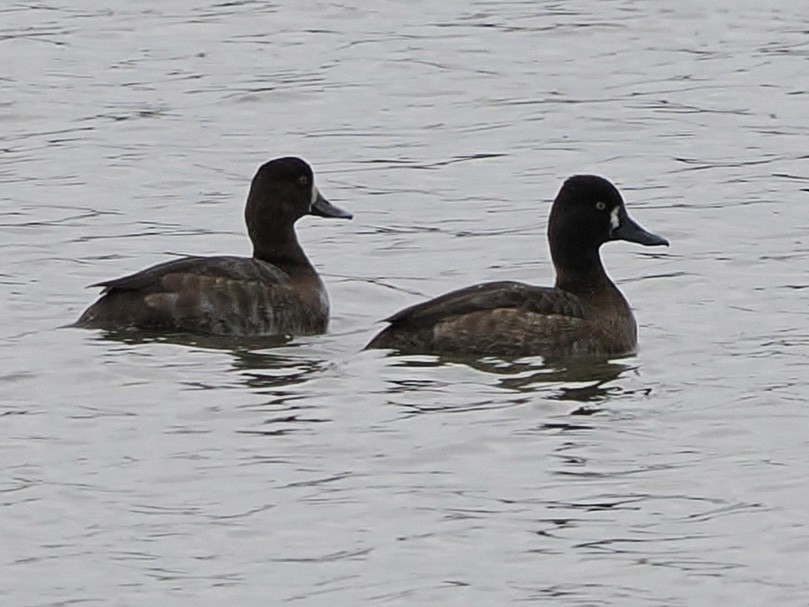 Lesser Scaup - ML646431864