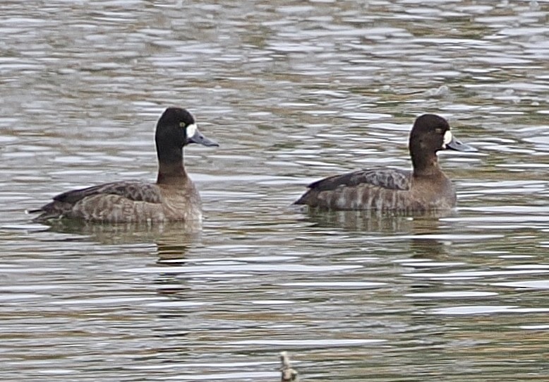 Lesser Scaup - ML646431865