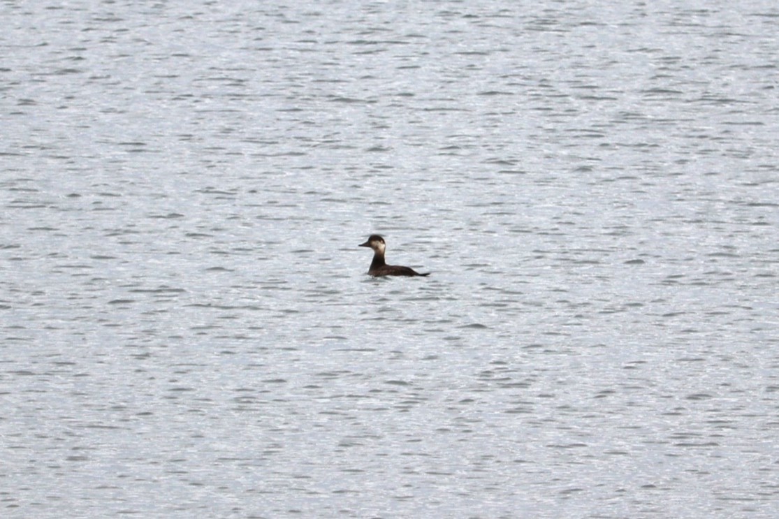 Black Scoter - ML646431868