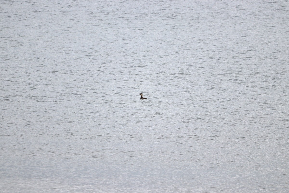 Black Scoter - ML646431869