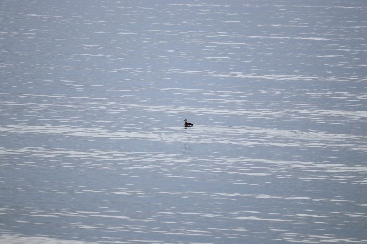 Black Scoter - ML646431870