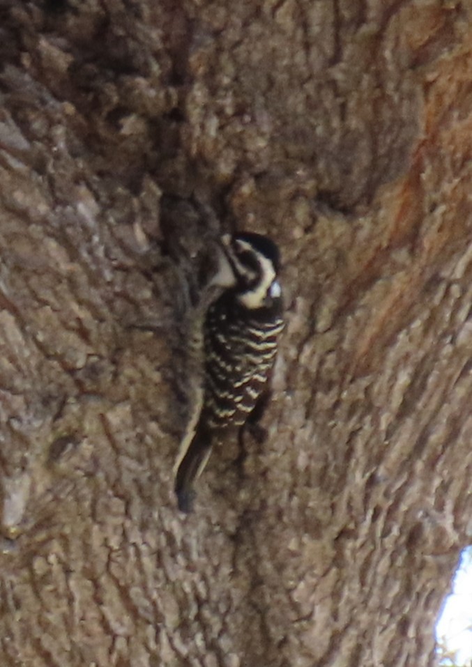 Nuttall's Woodpecker - ML646431873