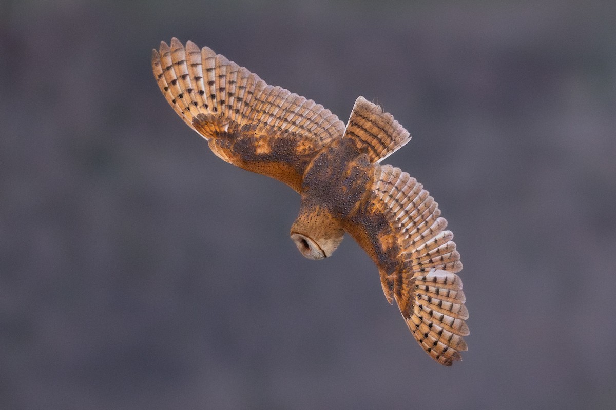American Barn Owl - ML646431874