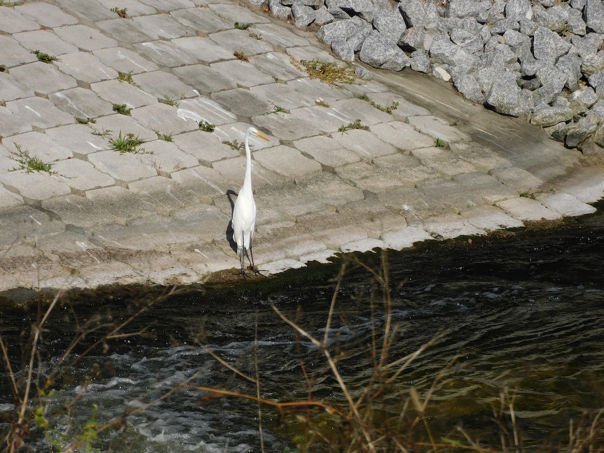 Koartza zuria - ML646431875