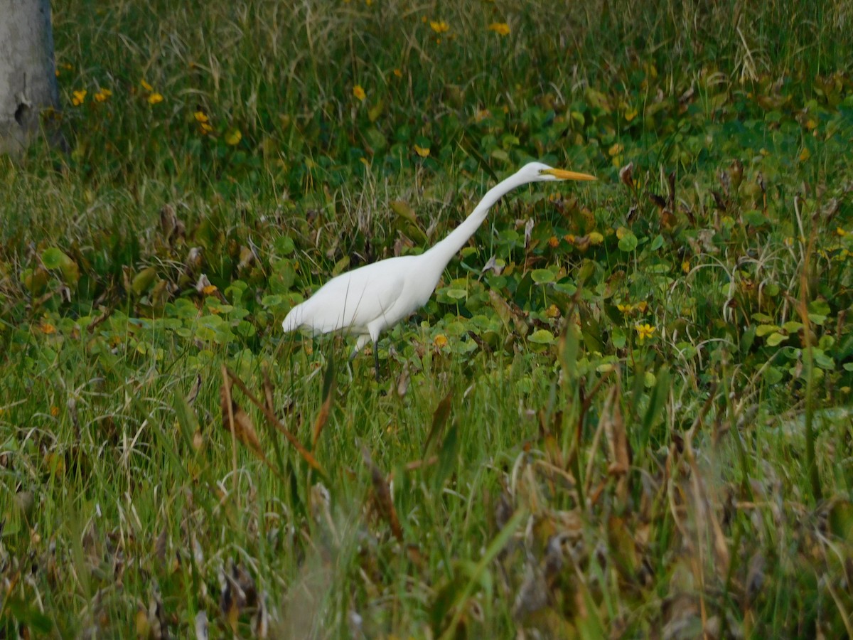 Koartza zuria - ML646431876