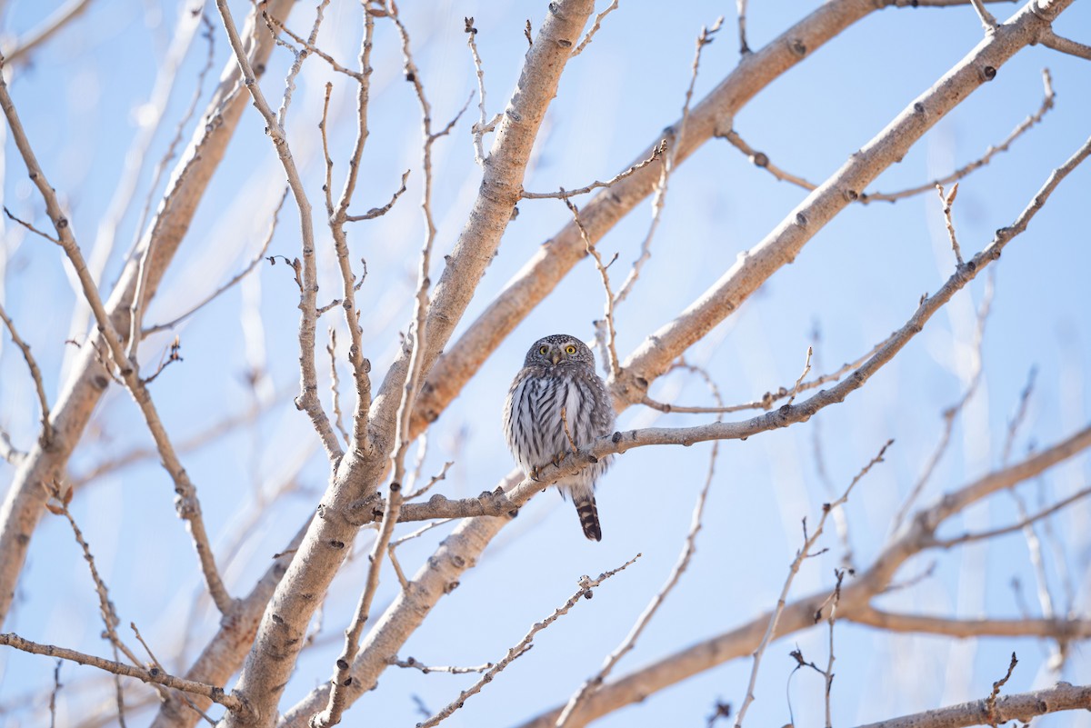 Northern Pygmy-Owl - ML646431880