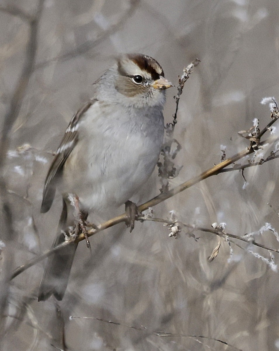 White-crowned Sparrow (Gambel's) - ML646431881