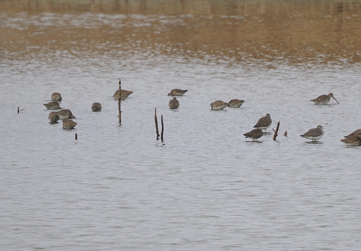 Long-billed Dowitcher - ML646431884