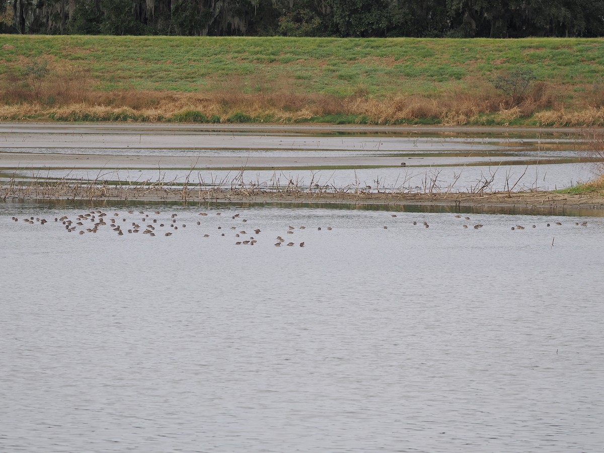 Long-billed Dowitcher - ML646431885
