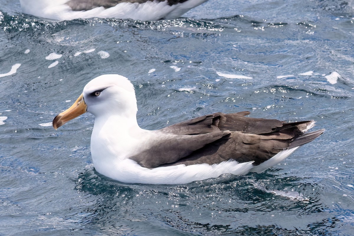 Black-browed Albatross (Campbell) - ML646431886