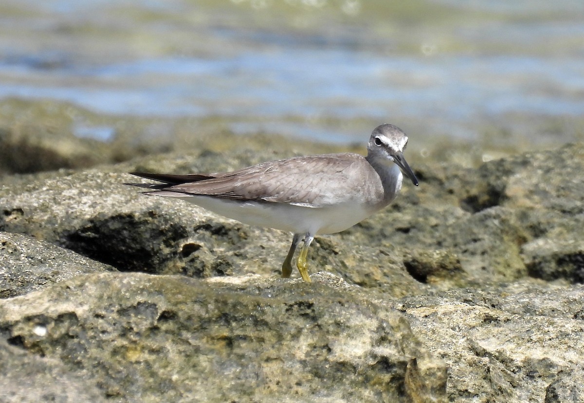 Gray-tailed Tattler - ML646431887
