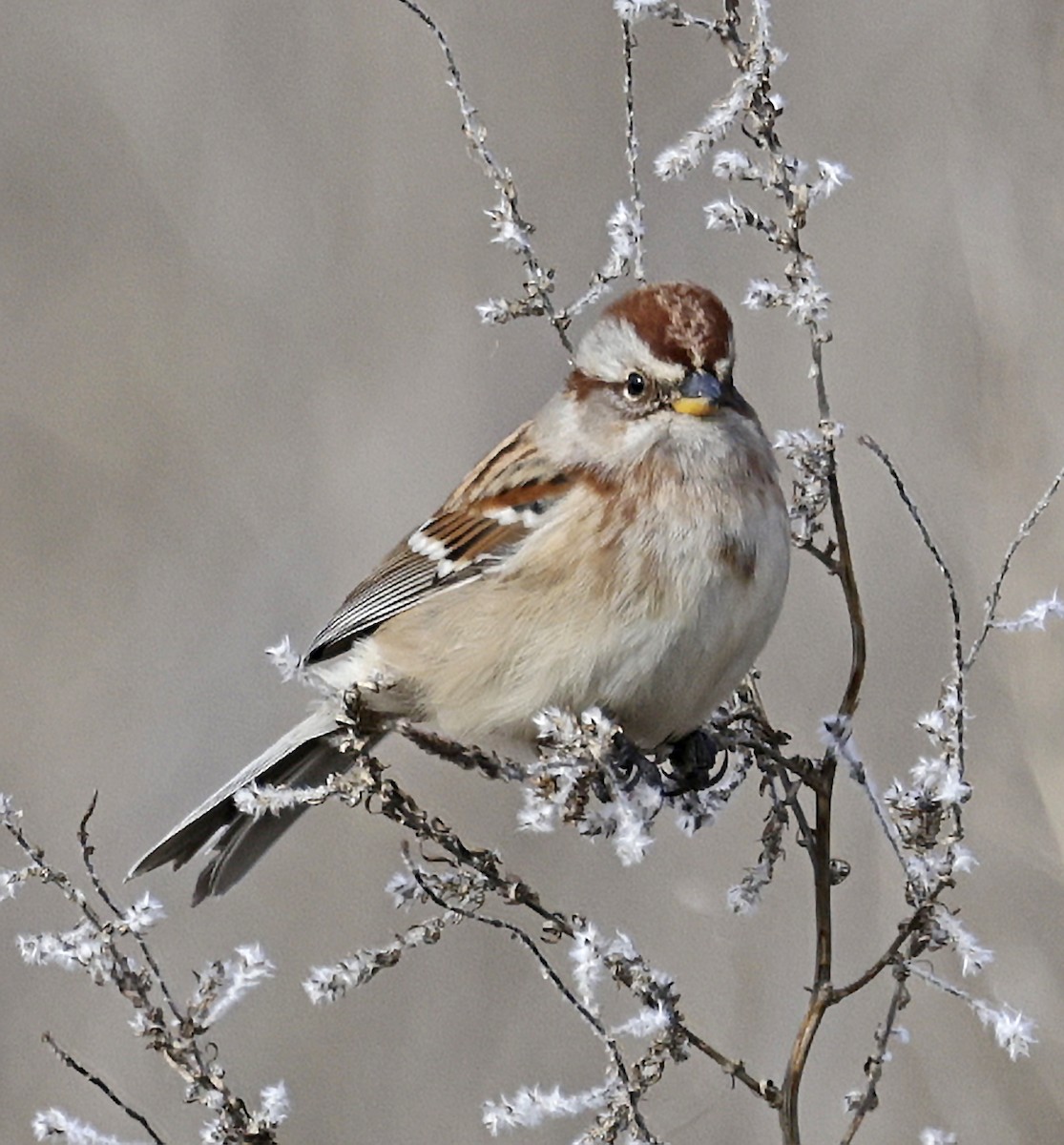 American Tree Sparrow - ML646431888