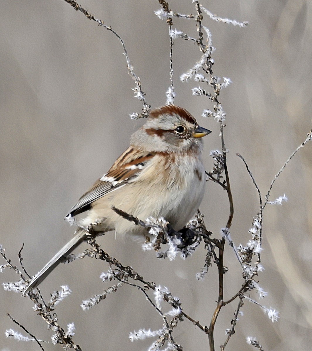American Tree Sparrow - ML646431889