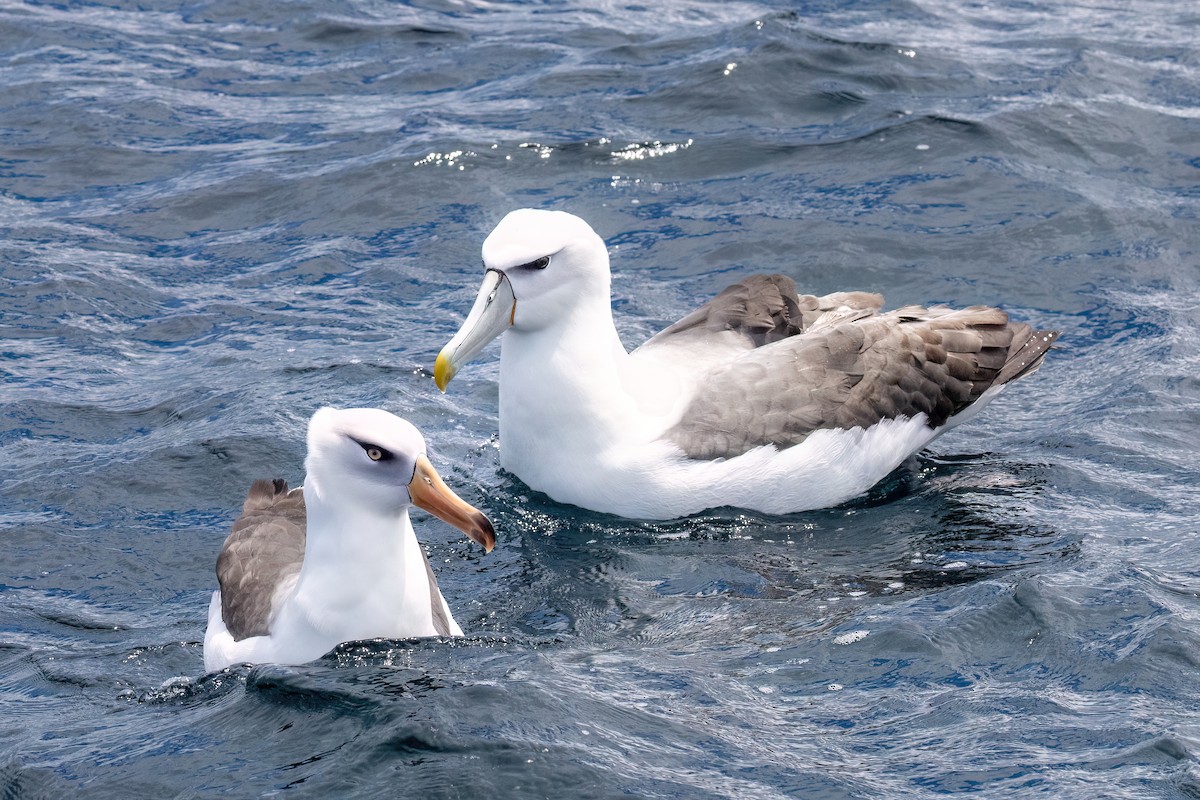 Black-browed Albatross (Campbell) - ML646431890