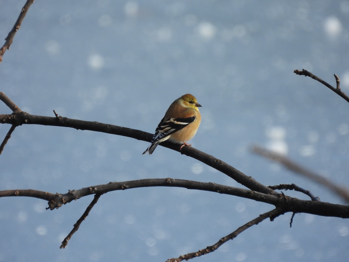 American Goldfinch - ML646431892