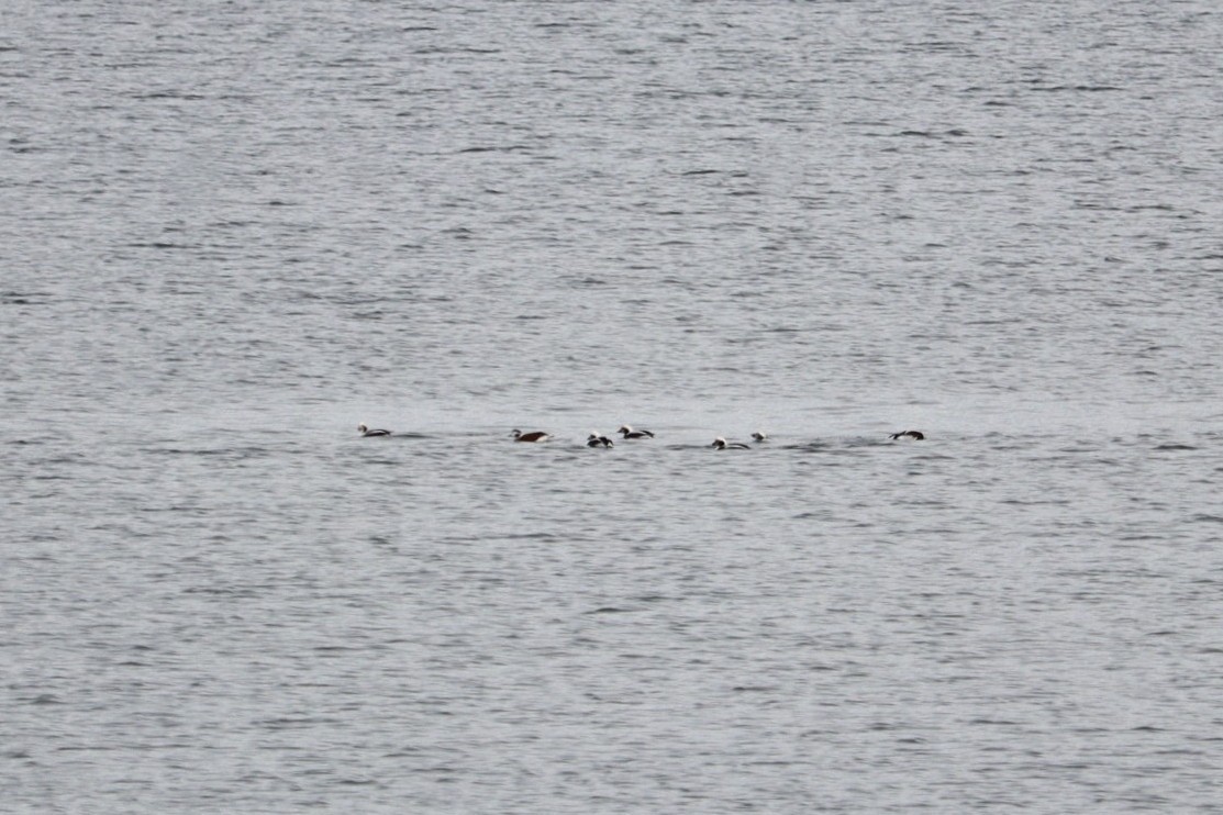 Long-tailed Duck - ML646431894