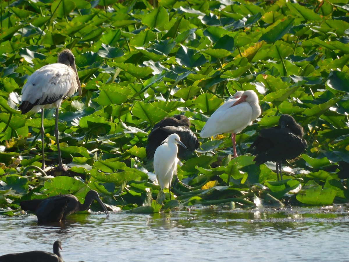 Snowy Egret - ML646431896