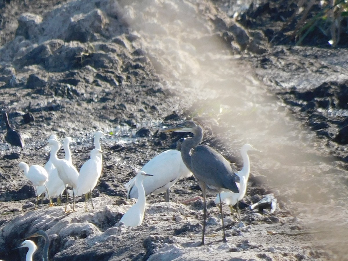 Snowy Egret - ML646431897