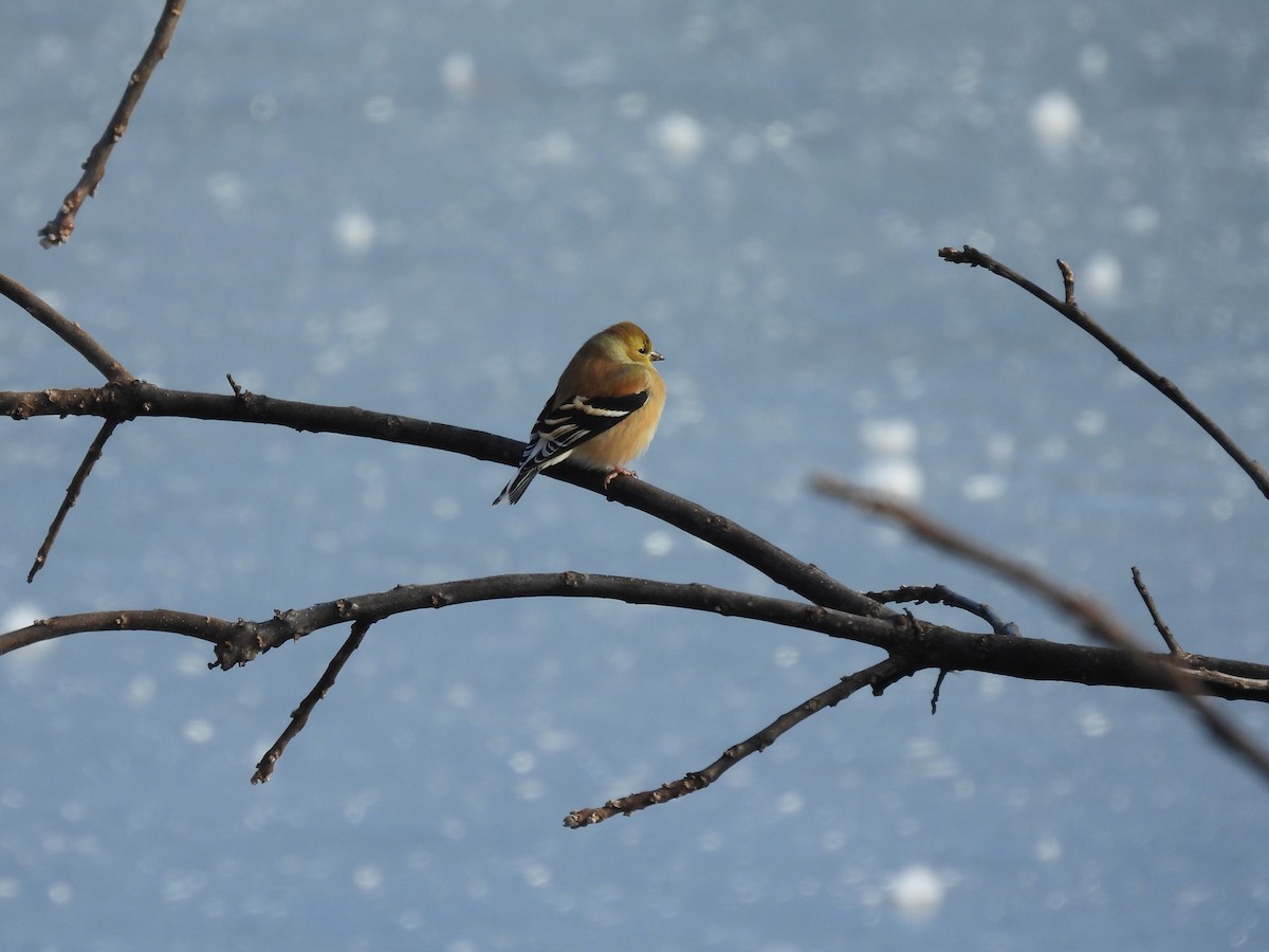 American Goldfinch - ML646431898