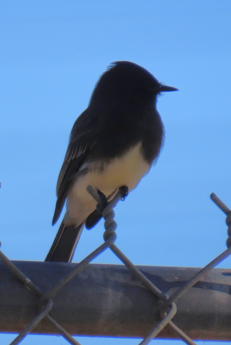 Black Phoebe - ML646431899