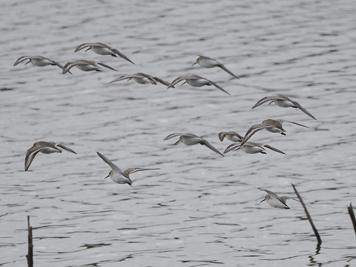 Dunlin - ML646431900