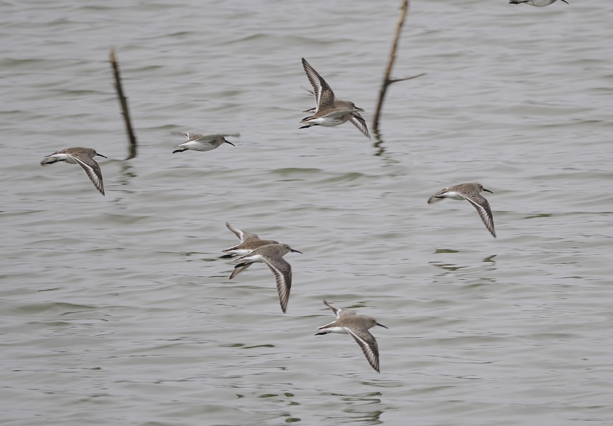 Dunlin - ML646431901