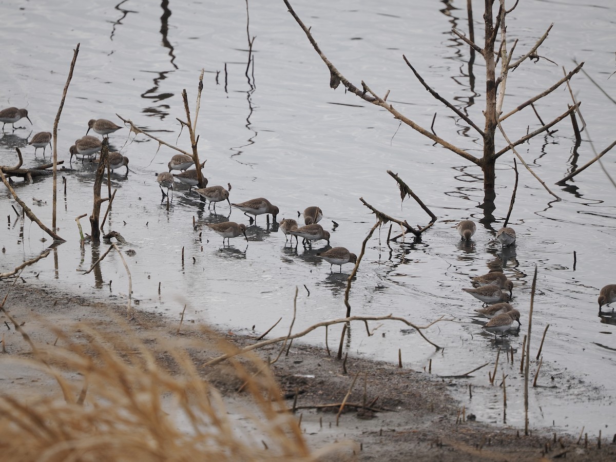 Dunlin - ML646431902