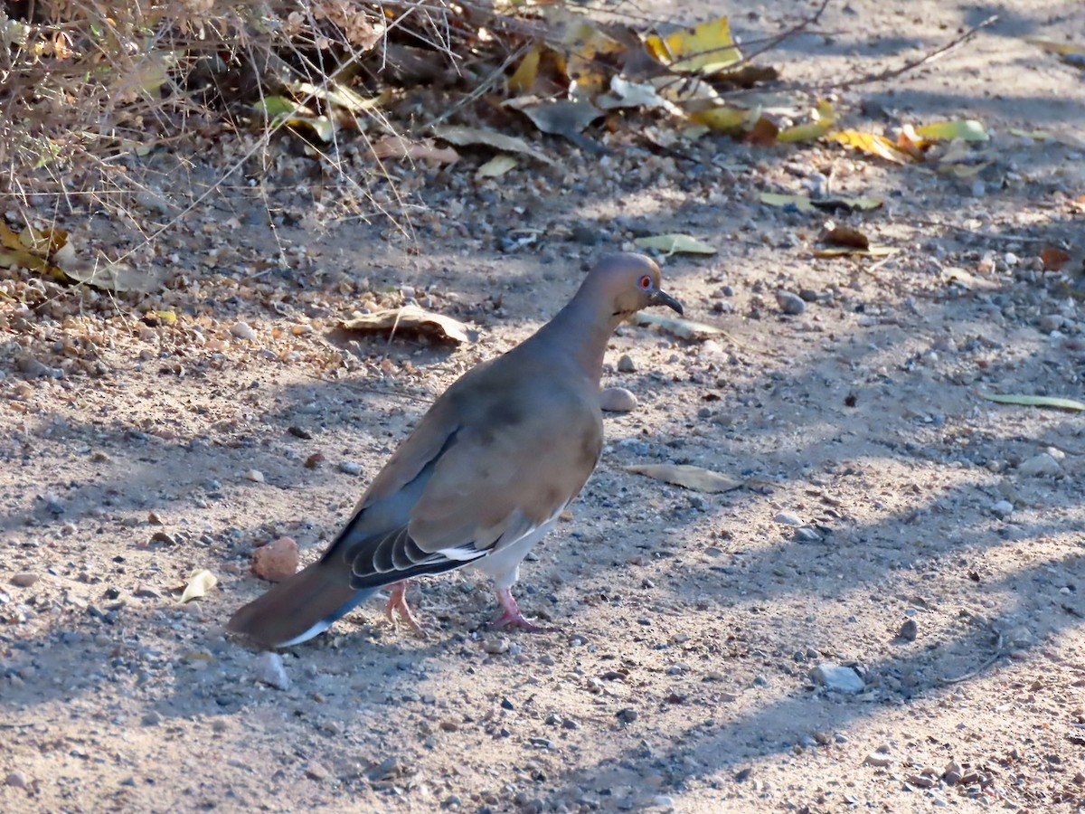 White-winged Dove - ML646431904