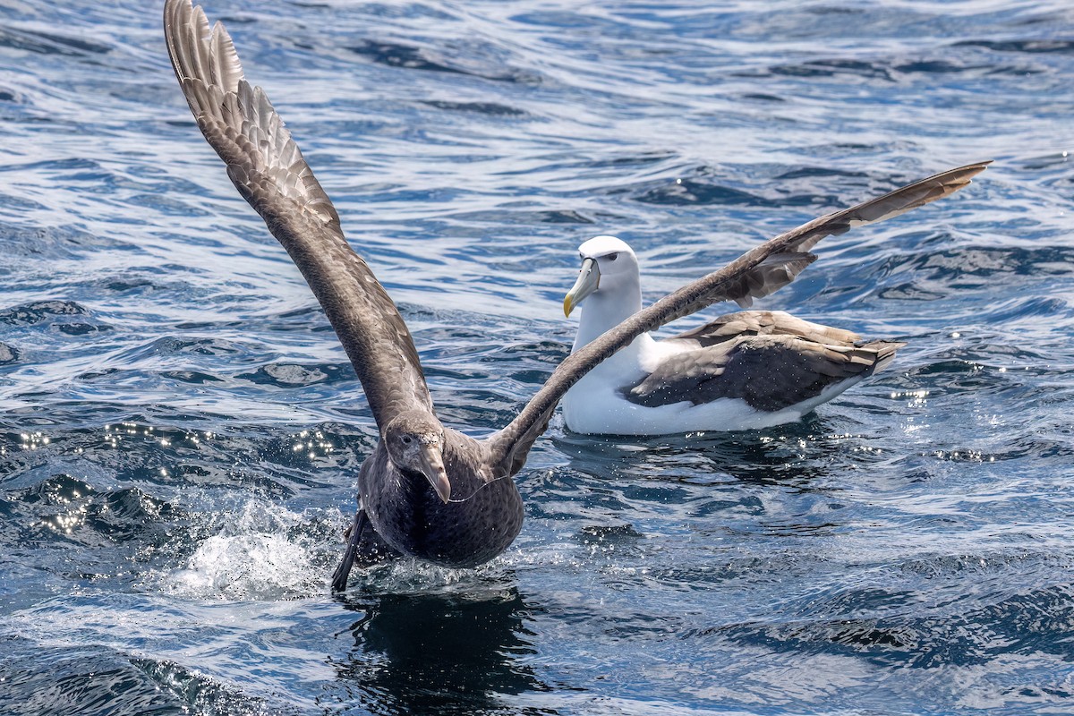 Northern Giant-Petrel - ML646431905