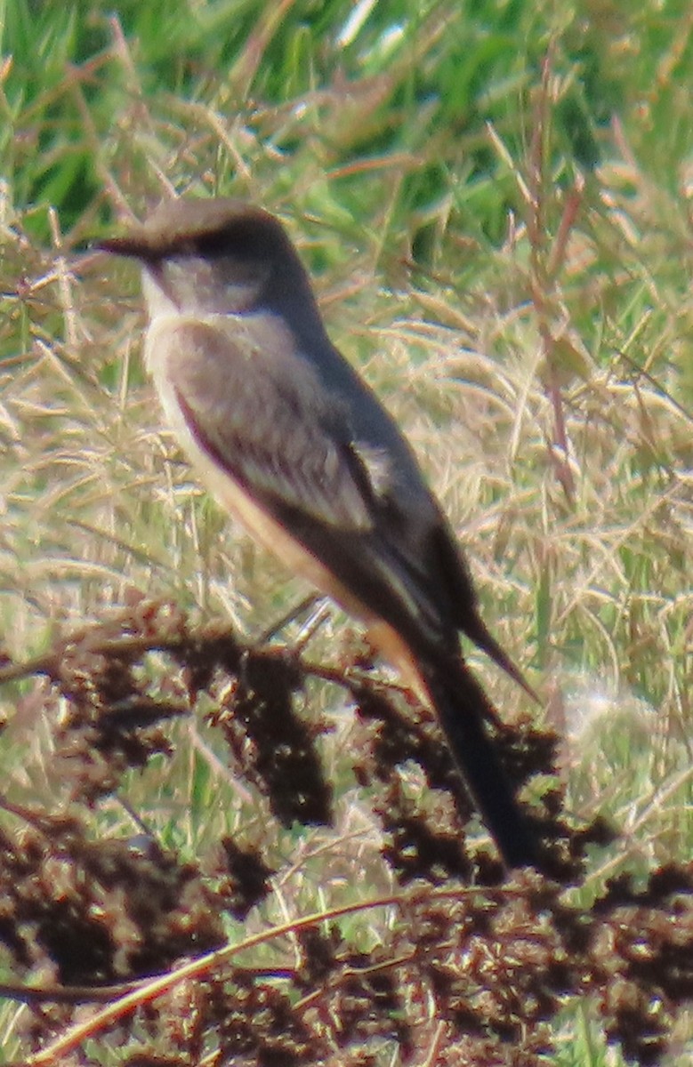 Say's Phoebe - ML646431906