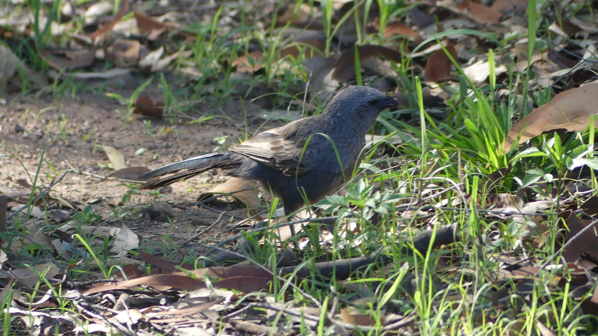 Apostlebird - ML646431908