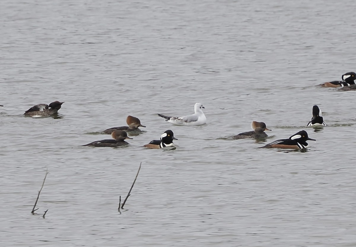 Bonaparte's Gull - ML646431910