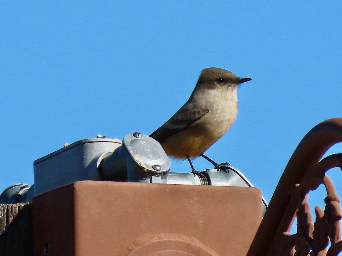 Say's Phoebe - ML646431911