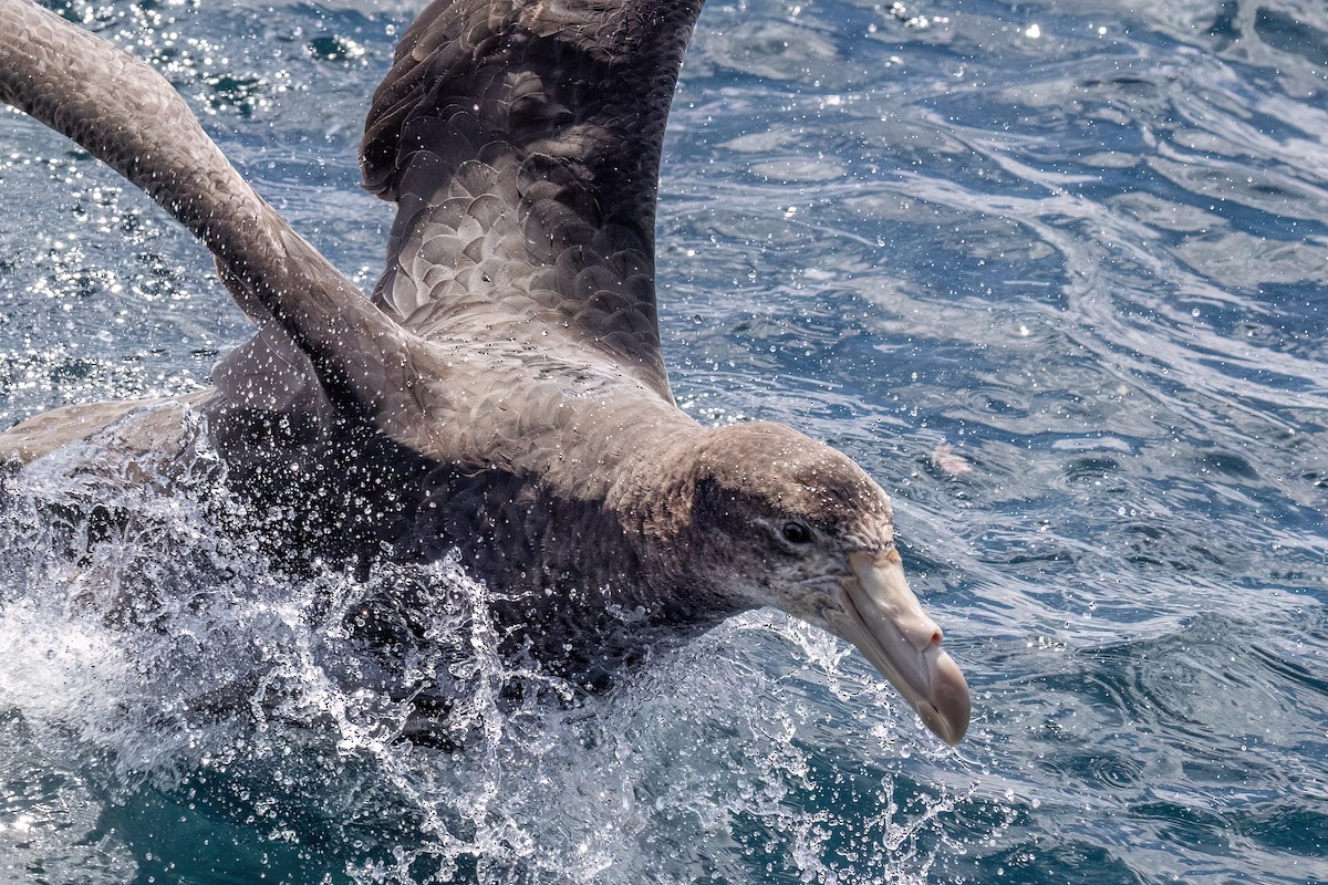 Northern Giant-Petrel - ML646431912
