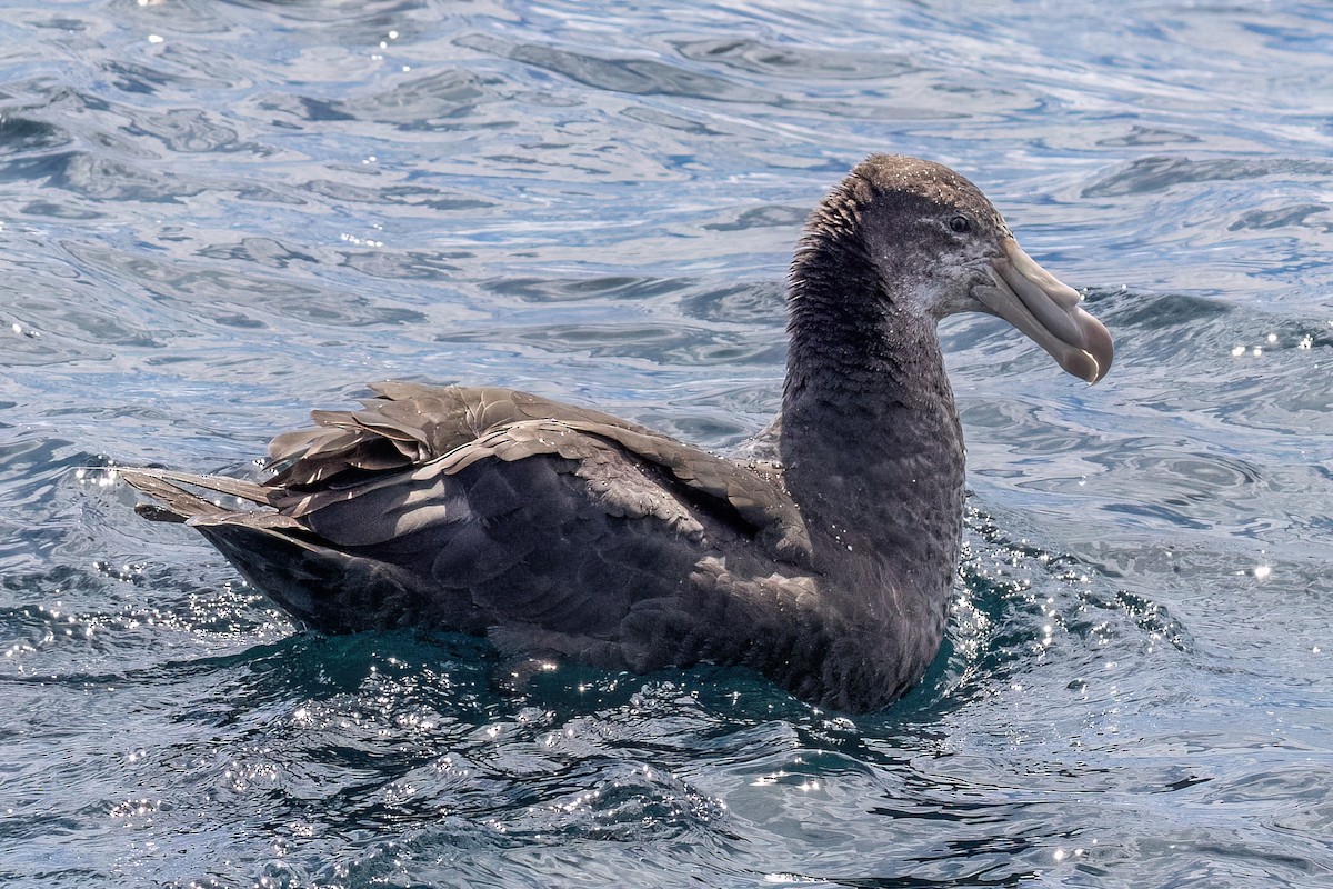 Northern Giant-Petrel - ML646431915