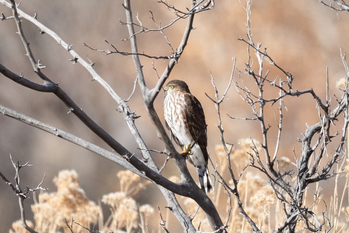 Sharp-shinned Hawk - ML646431918
