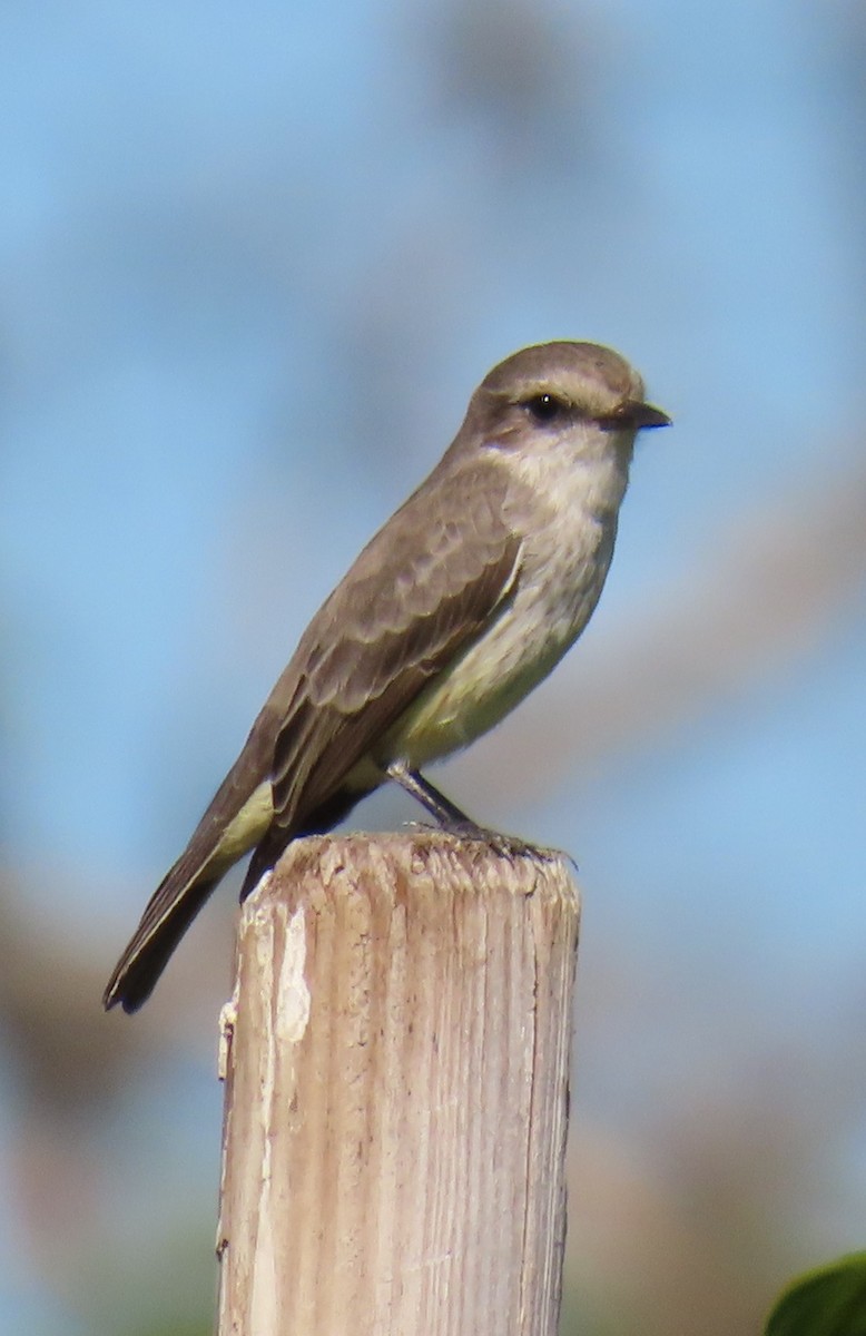Vermilion Flycatcher - ML646431920