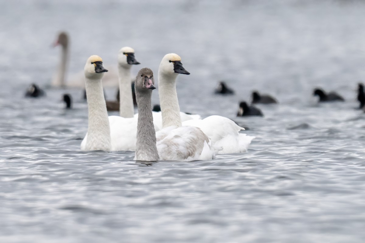 Tundra Swan - ML646431922