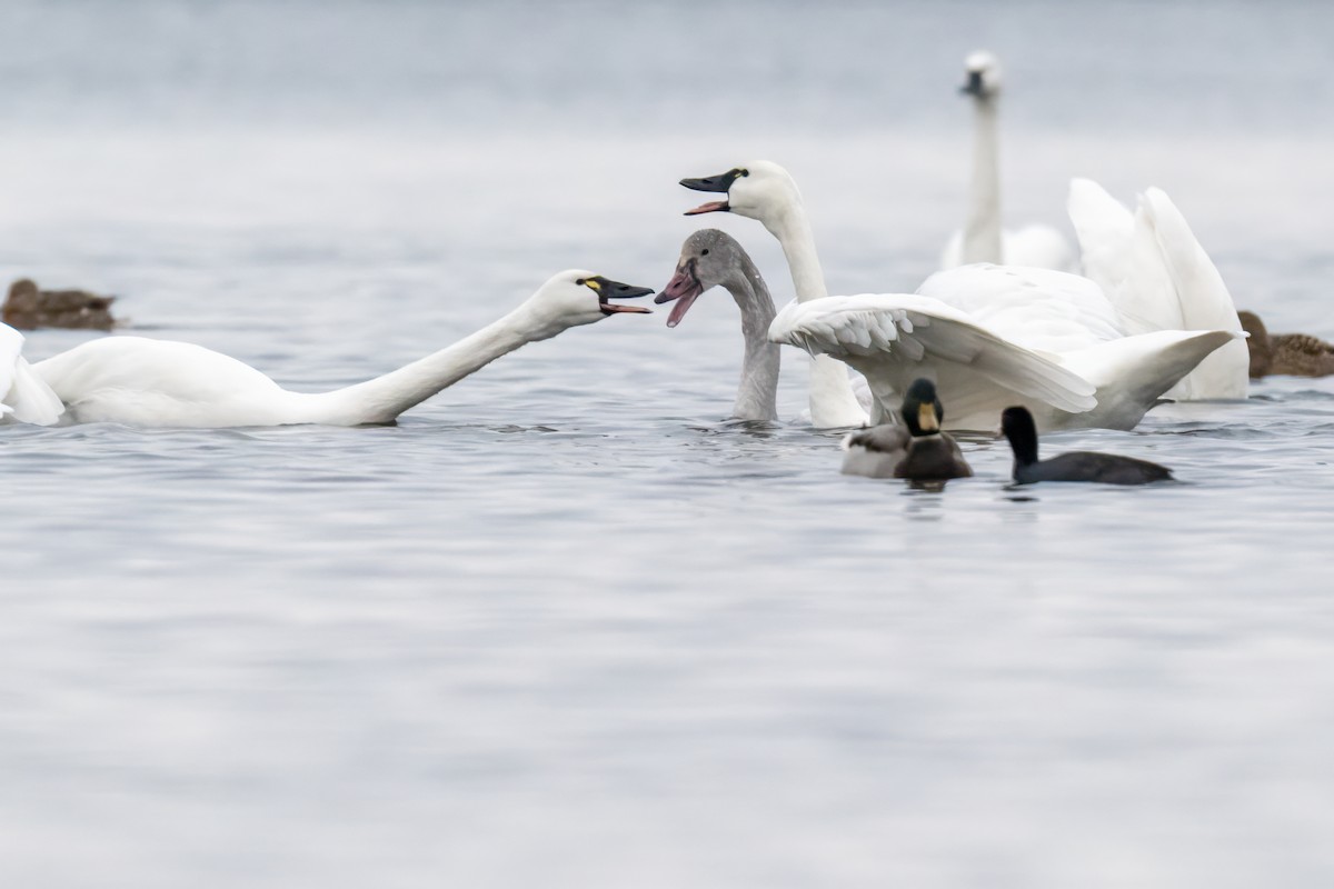 Tundra Swan - ML646431924