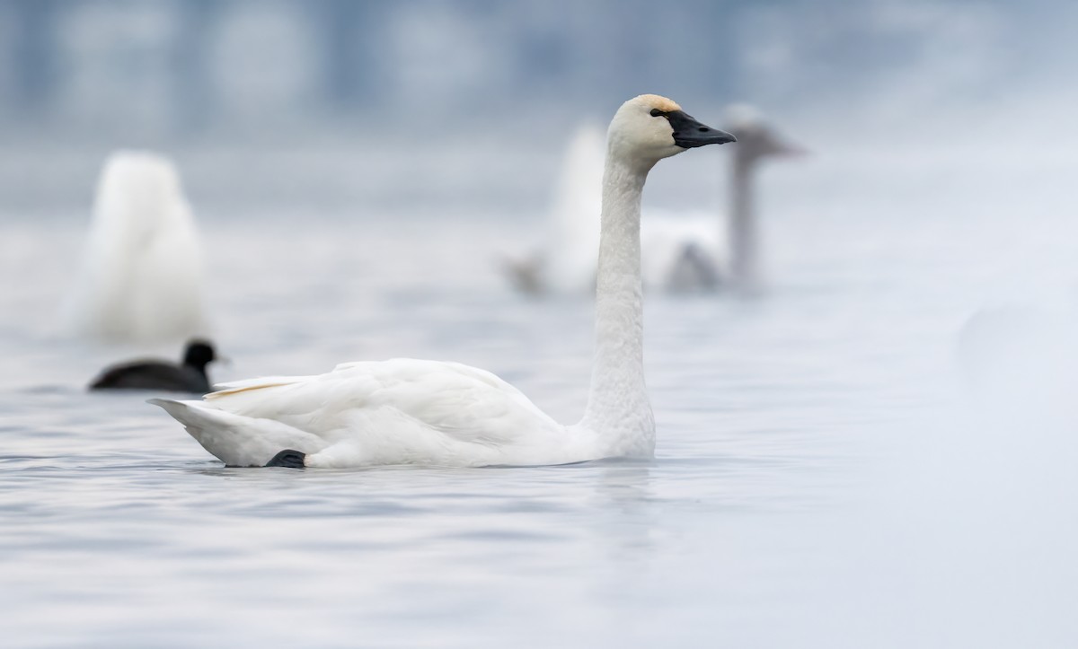 Tundra Swan - ML646431926