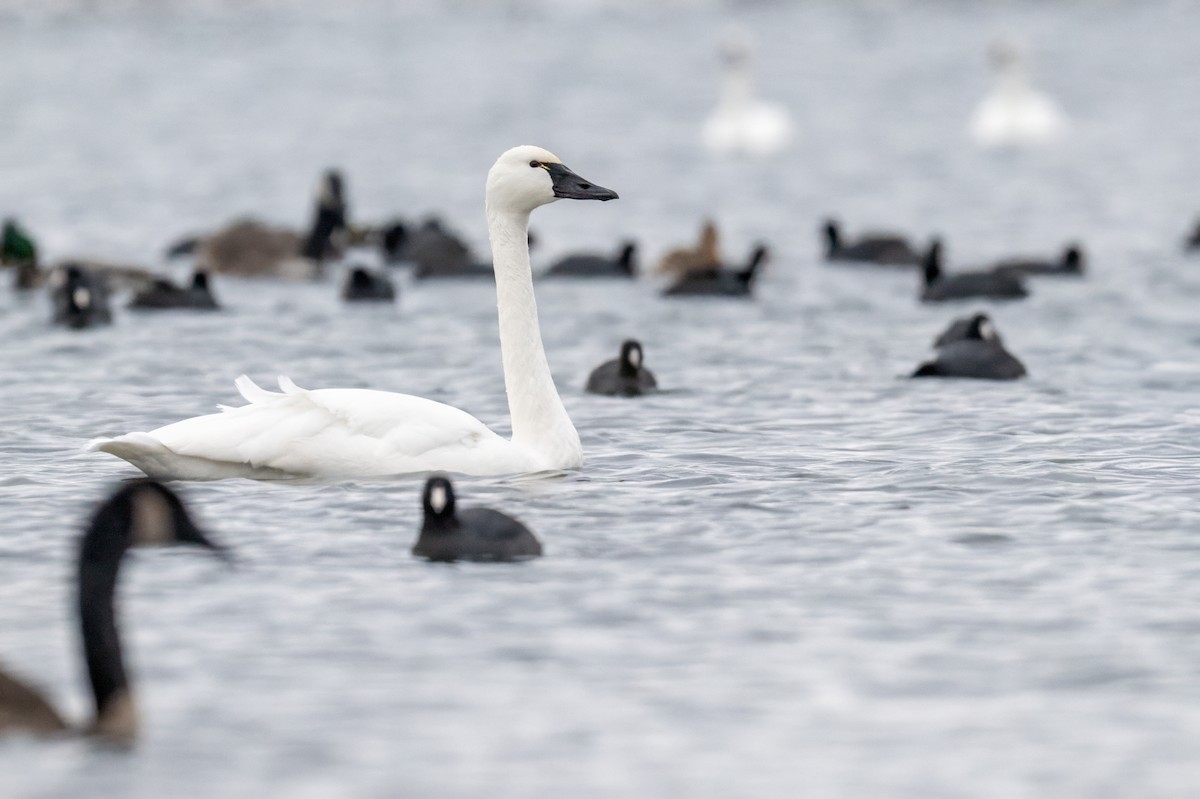 Tundra Swan - ML646431928